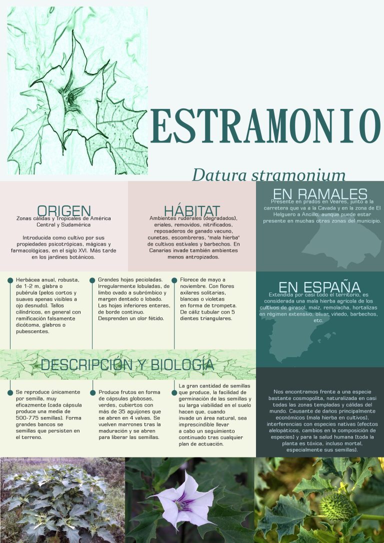 Cuál Es El Mecanismo De Acción De Las Toxinas Del Estramonio?
