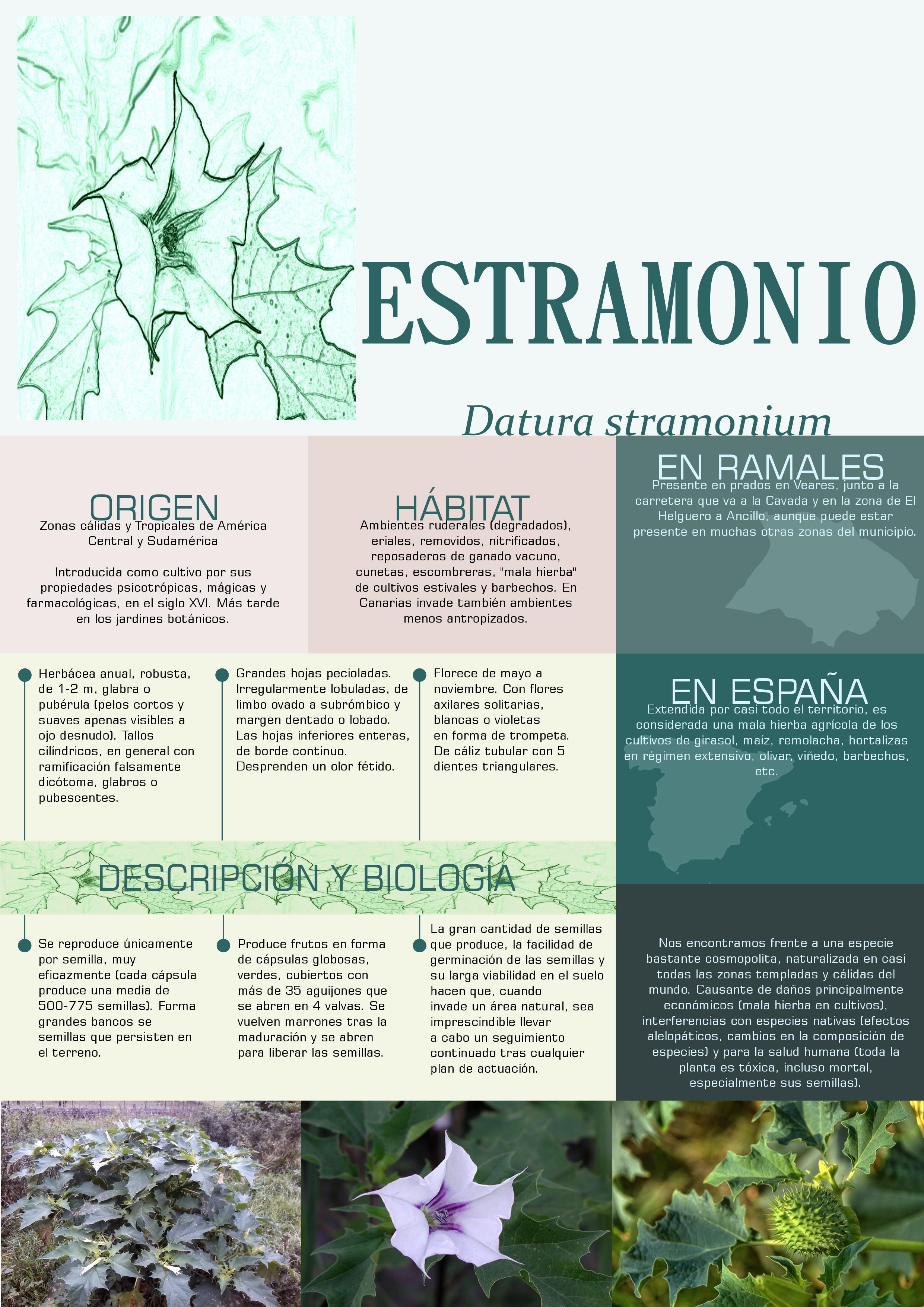 Cuál es el mecanismo de acción de las toxinas del estramonio?