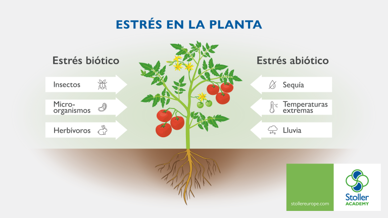 Cómo Toleran Las Plantas De La Familia Solanácea El Estrés Abiótico?