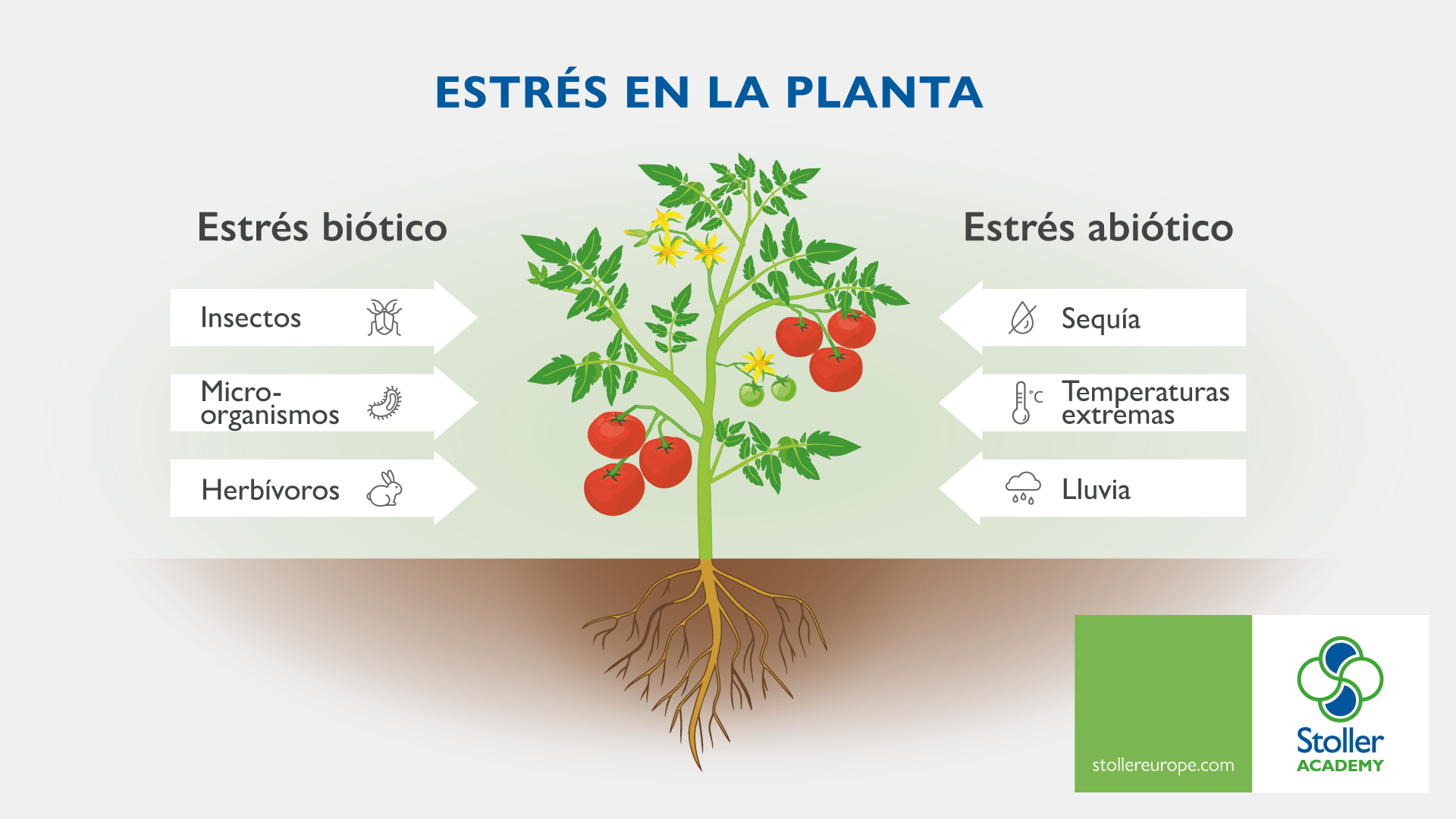 Cómo toleran las plantas de la familia Solanácea el estrés abiótico?