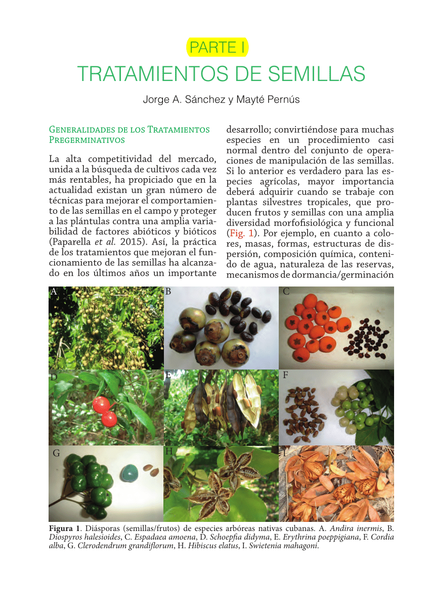 Técnicas de Propagación para Solanaceae: Semillas, Esquejes e Injertos