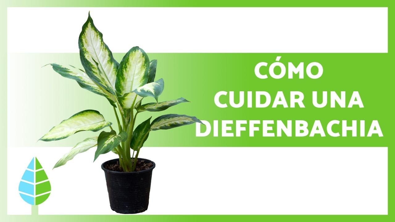 Manejando las Fluctuaciones de Temperatura para una Dieffenbachia Feliz