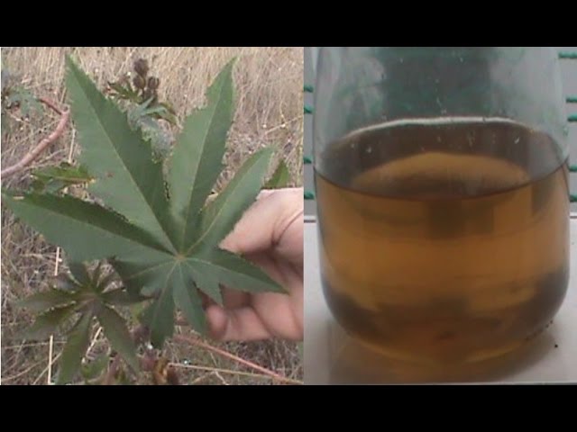 Cómo Se Extrae El Aceite De Ricinus Communis?