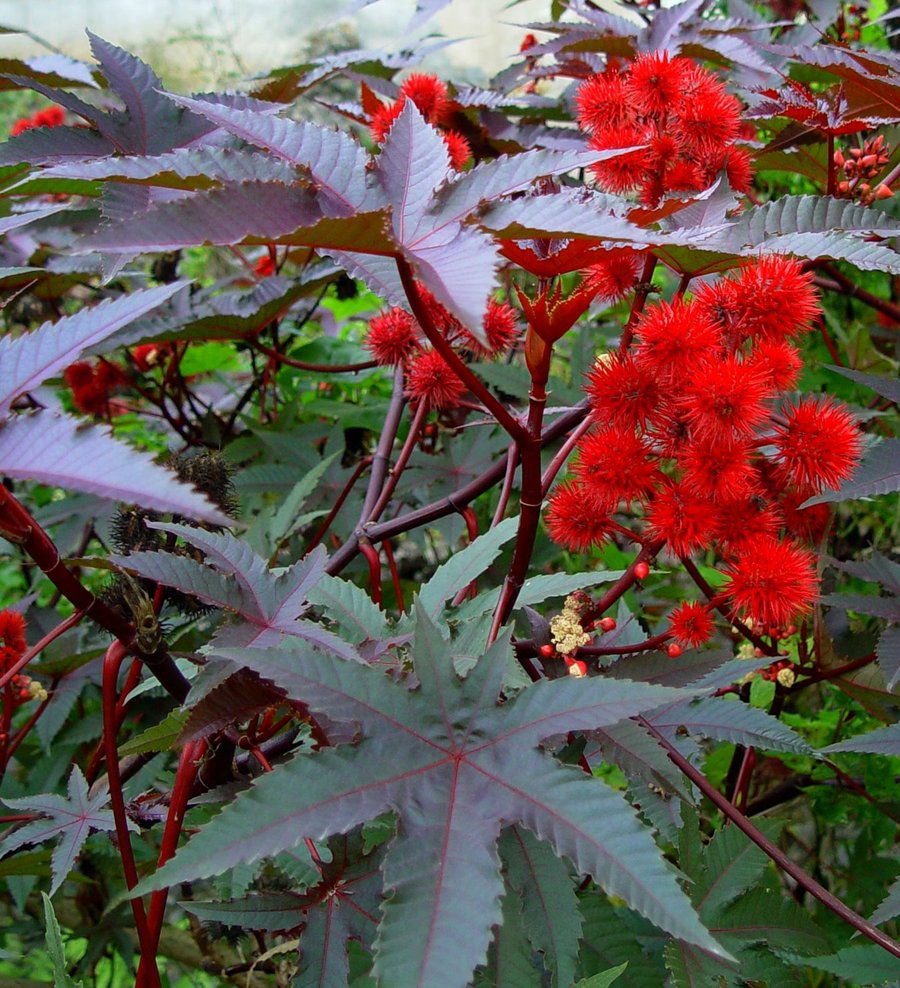Cómo cuidar las plantas de ricino durante el invierno?