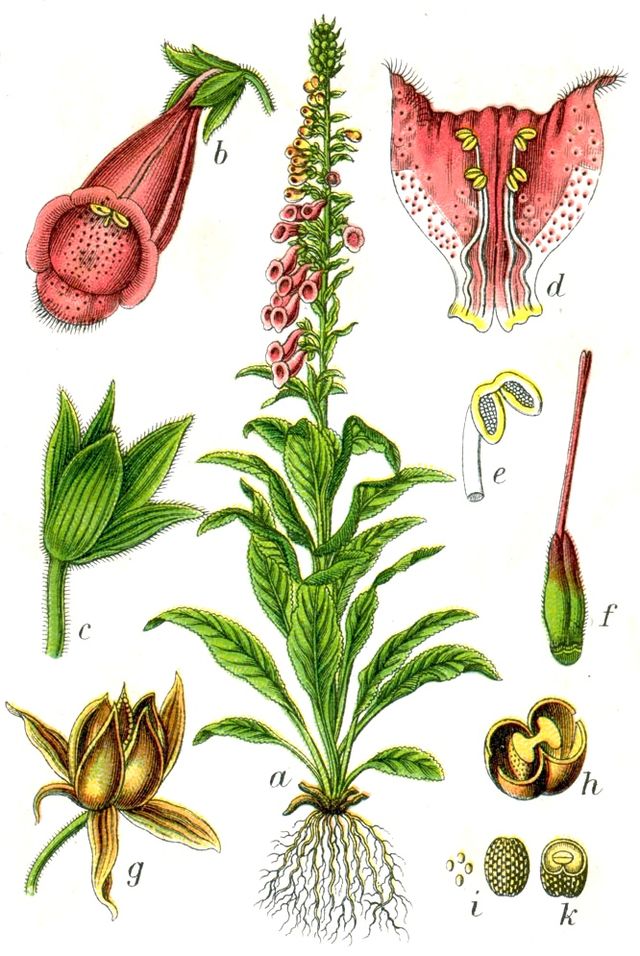 Cuáles Son Los Diferentes Tipos De Plantas De Digitalis?