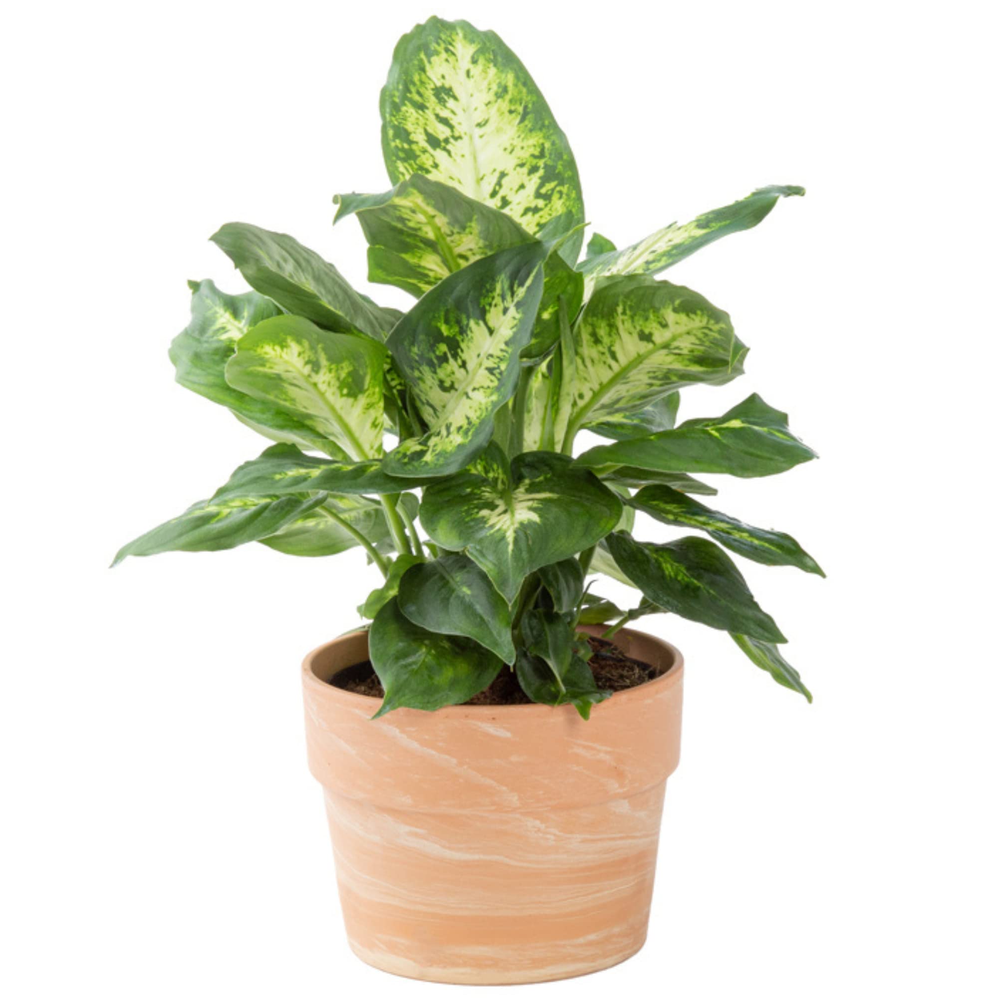 Puedo cultivar Dieffenbachia a partir de semillas?