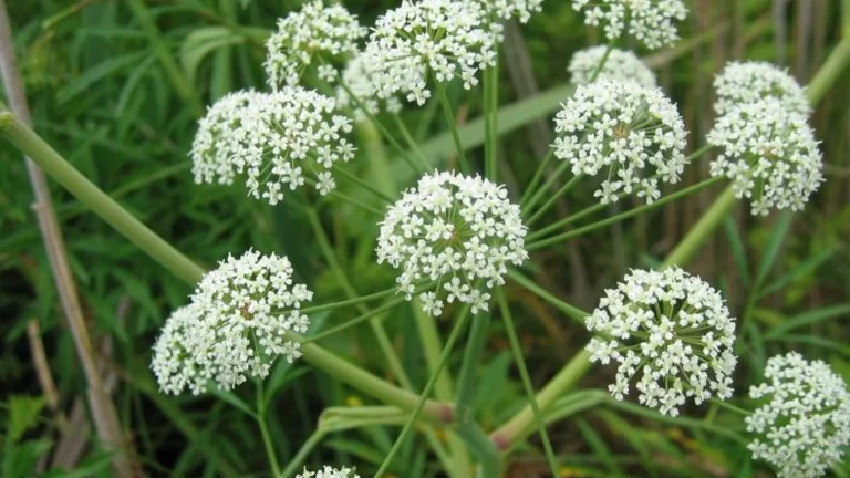 Existen Plantas Parecidas A La Cicuta Venenosa?