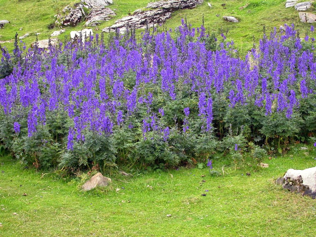 Cómo se propagan las plantas de Aconitum?