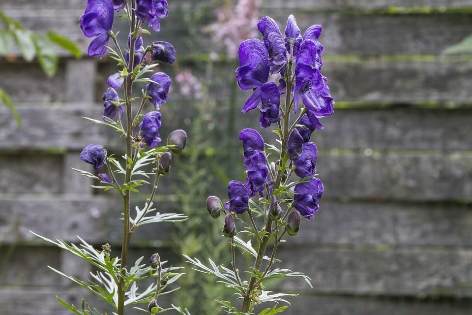 Cómo cuido el Aconitum en jardines?