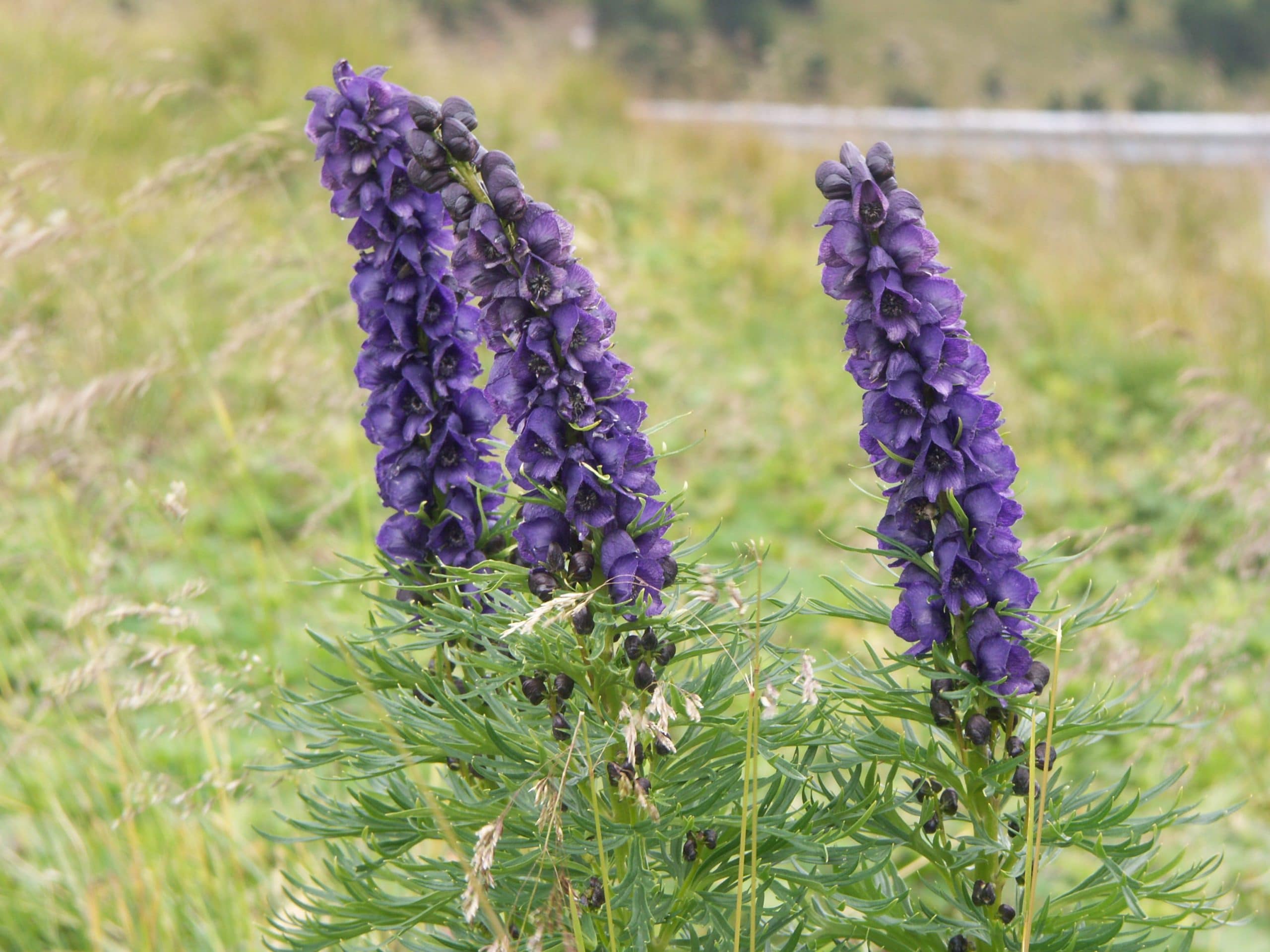 Cómo se dividen y trasplantan los Aconitum?