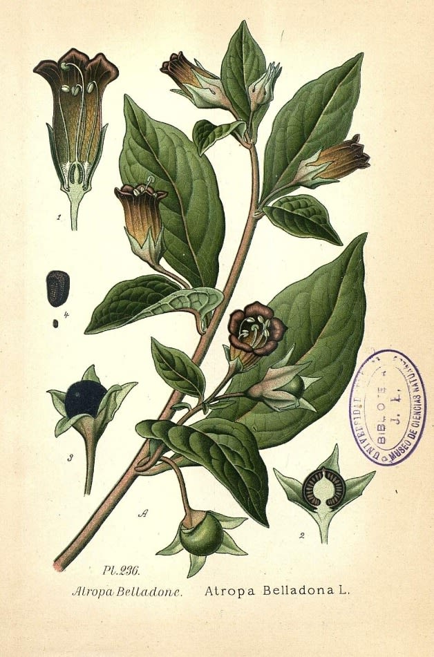 Significado Artístico Y Simbólico De La Belladonna En La Historia