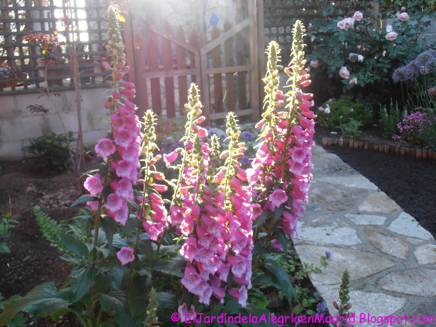 Incorporación de la Digitalis en un Jardín Amigable para la Vida Silvestre
