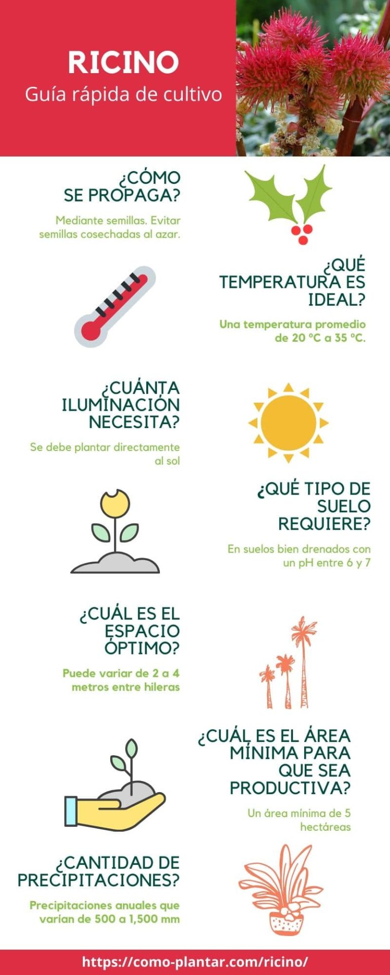 Se Pueden Cultivar Las Plantas De Ricino Como Anuales?