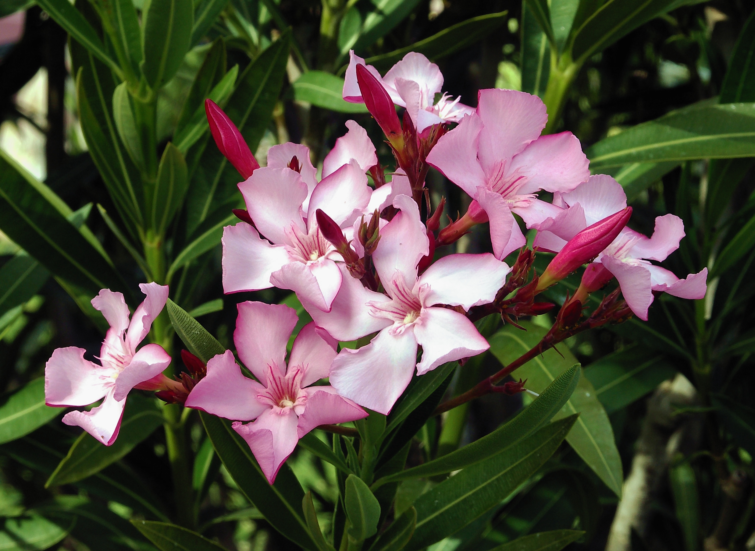 Es el Nerium oleander originario de regiones específicas?