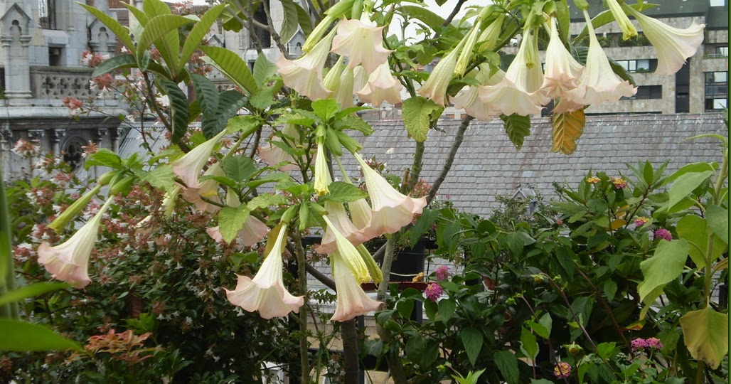 Cómo protejo la Brugmansia de vientos fuertes?