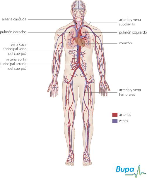 Cómo afecta el estramonio al sistema cardiovascular?