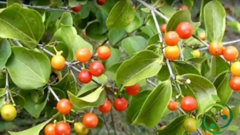 Hay Esfuerzos De Conservación Para El árbol De Estricnina?