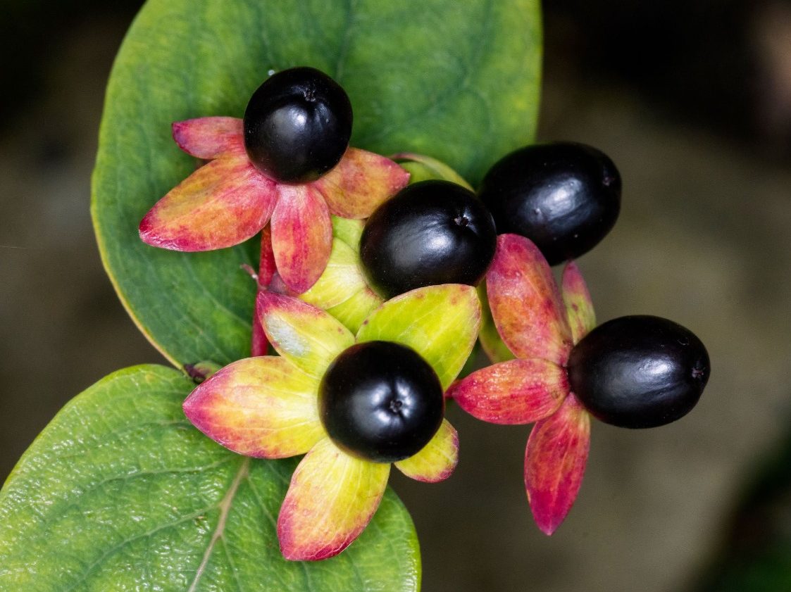 Belladonna en la Medicina Tradicional: Perspectivas Globales