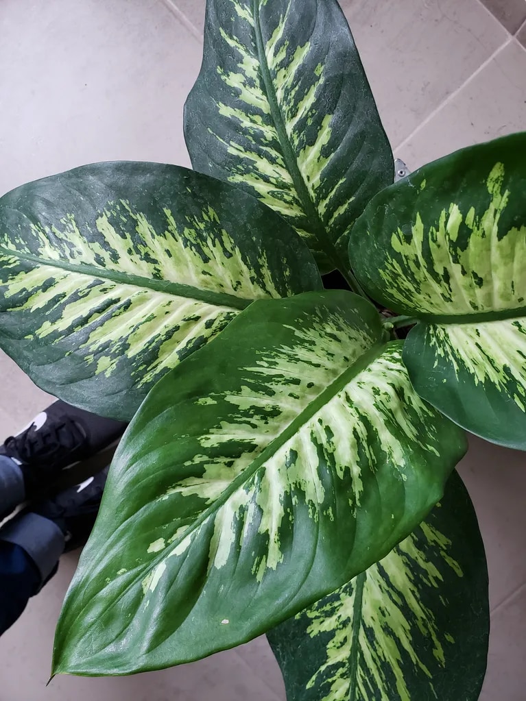 Puede la Dieffenbachia tolerar condiciones de poca luz?