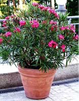 Existen Variedades Enanas De Nerium Oleander?