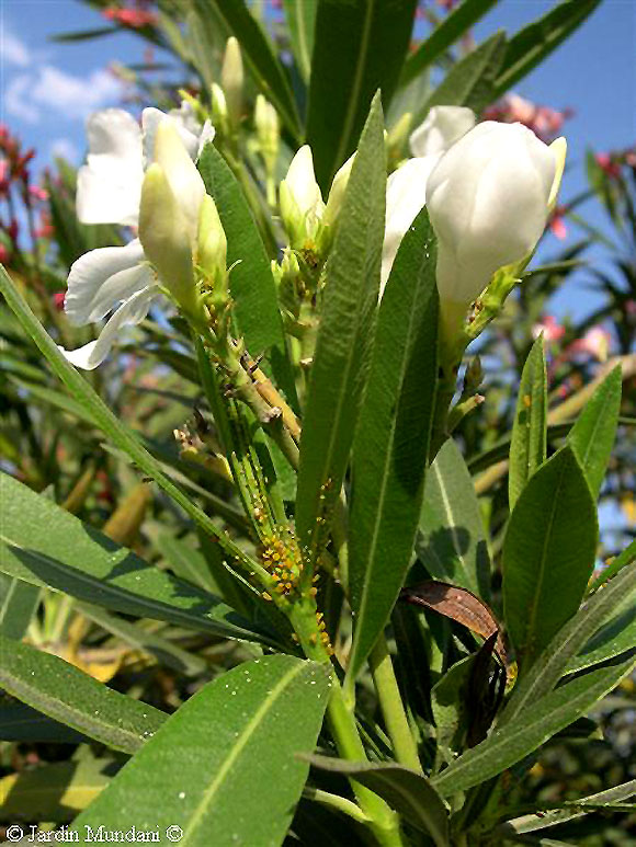 Cómo se controlan los pulgones en el Nerium oleander?
