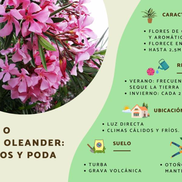 Cómo Cuido El Nerium Oleander En Invierno?