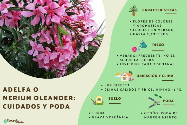 Con Qué Frecuencia Debo Regar El Nerium Oleander?