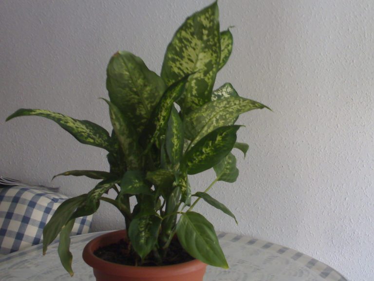 Existen Plagas Que Afecten A La Dieffenbachia?