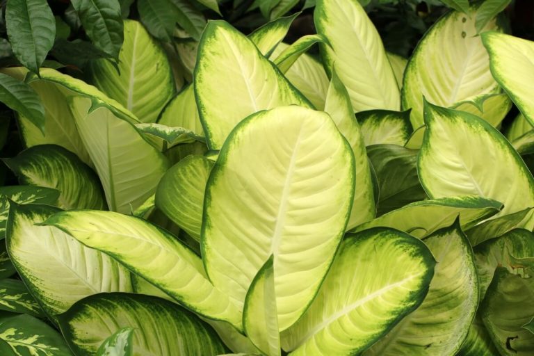 Puedo Usar Agua Del Grifo Para Regar La Dieffenbachia?