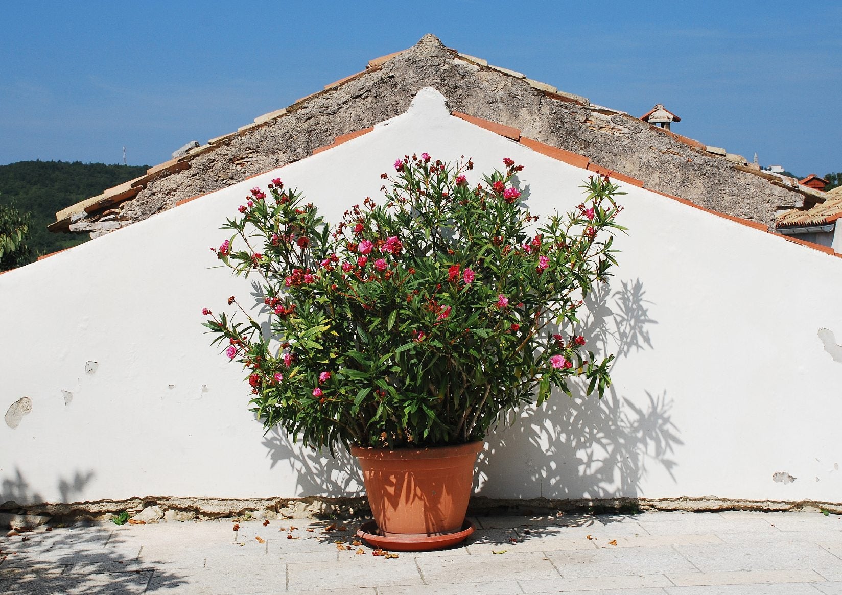 Cultivo de Nerium Oleander en Contenedores: Estrategias Comprobadas