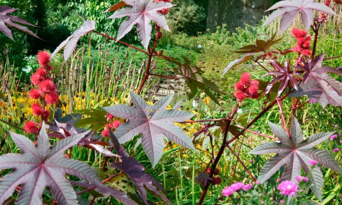 Es la Ricinus communis una planta resistente a la sequía?