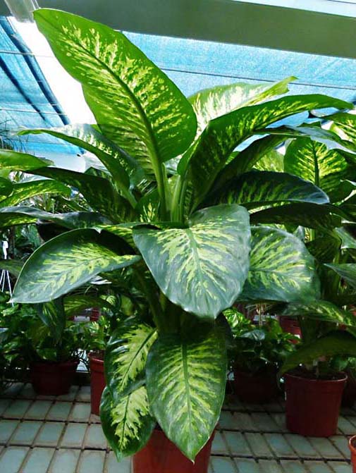 Qué Tamaño Suele Alcanzar La Dieffenbachia?