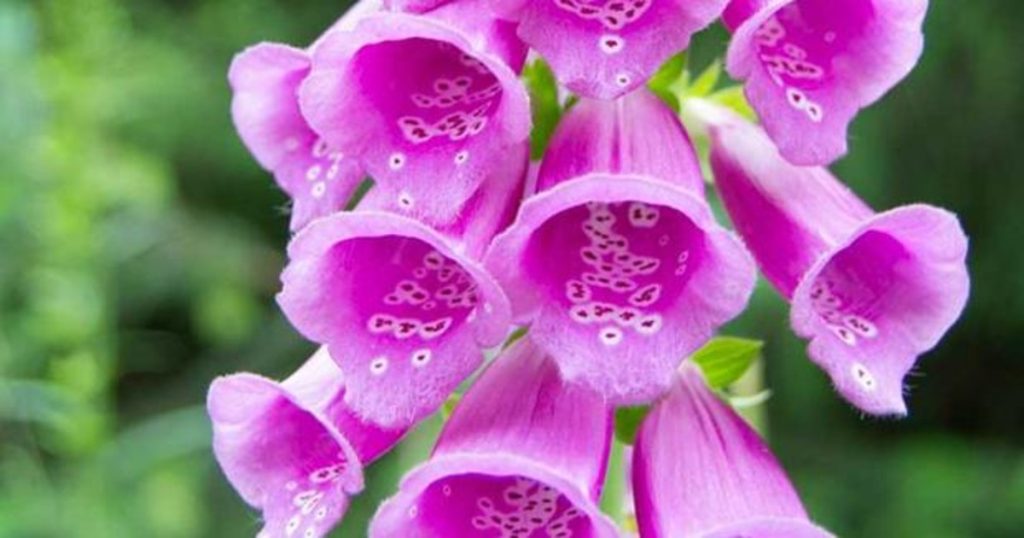 digitalis purpurealhsdf kkCC 1200x630@abc