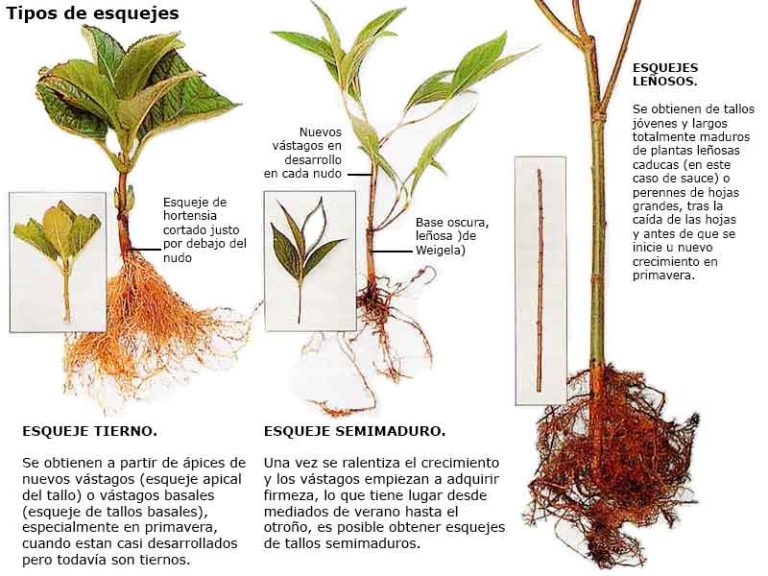 Propagación De Ricinus Communis: Métodos De Siembra Y Esquejes