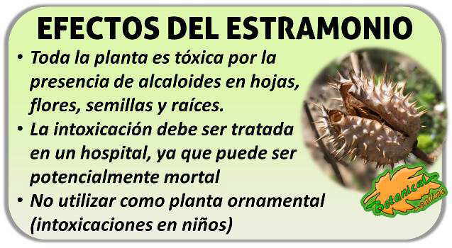 Se Puede Utilizar El Estramonio Para Hacer Remedios Herbales?