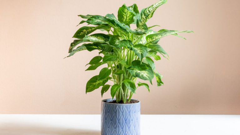 Cuáles Son Los Requisitos De Luz Para La Dieffenbachia?