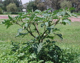 Cuál Es El Impacto Del Estramonio En La Agricultura?