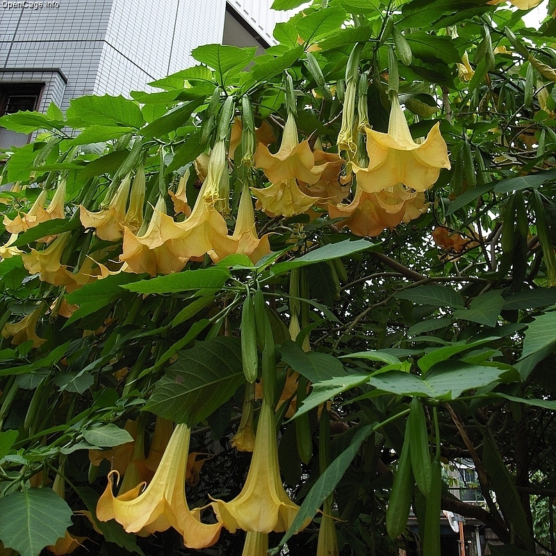 Puedo cultivar Brugmansia a partir de esquejes de hojas?