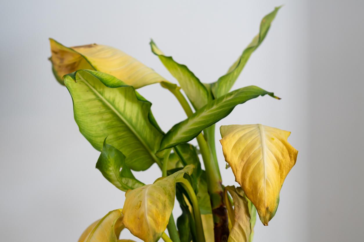 Cómo revivo una Dieffenbachia con exceso de riego?