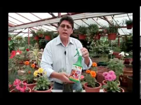 Alimentando La Aconitum: Técnicas De Fertilización Para Flores Vibrantes