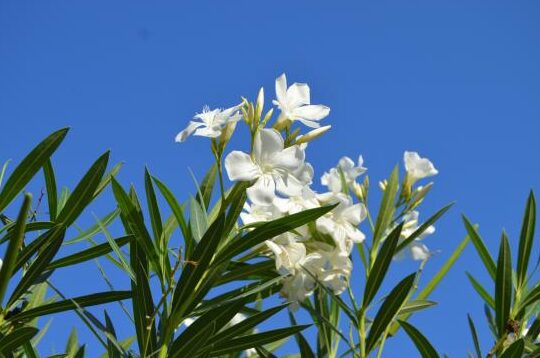 Guía De Fertilización Para Nerium Oleander: Lo Que Necesitas Saber