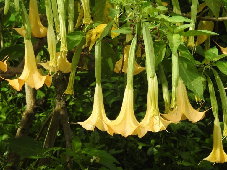 Existen Plantas Compañeras Para La Brugmansia?