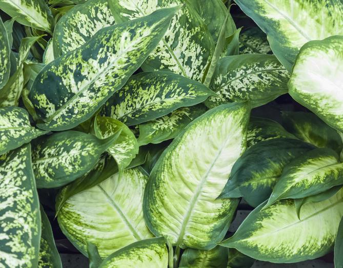 Existen variedades enanas de Dieffenbachia?