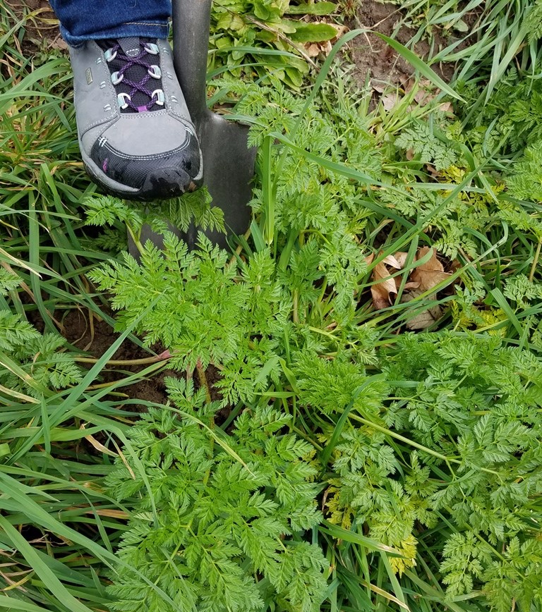 Sospechas Nativas: Diferenciando La Cicuta Mayor De Plantas Benignas