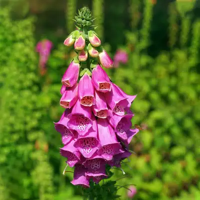 En Qué Se Diferencia La Digitalis Purpurea De Otras Especies?