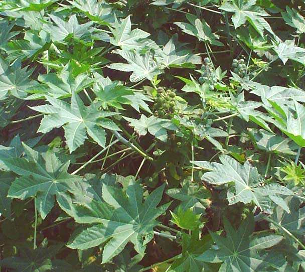 Cómo cuido una planta de Ricinus communis?