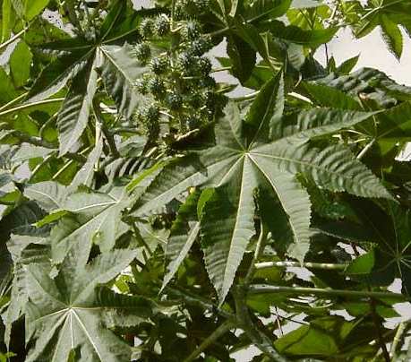 Cuáles Son Los Usos Medicinales De Las Plantas De Ricino?