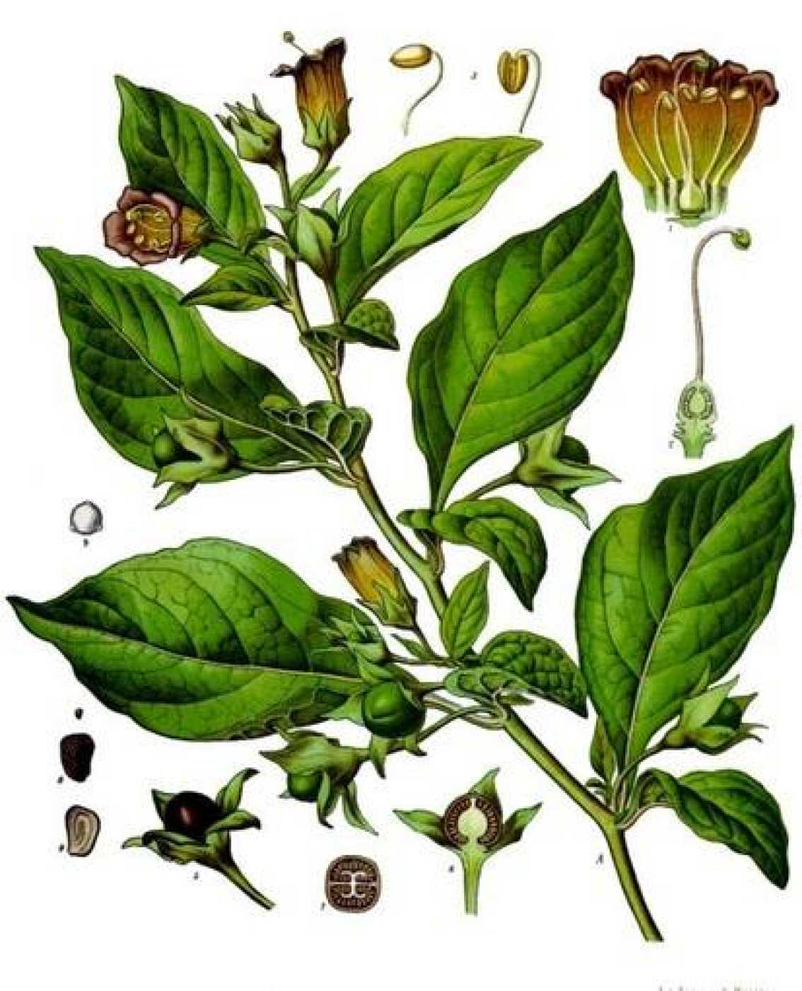 Cuáles son los usos tradicionales de la Belladona?