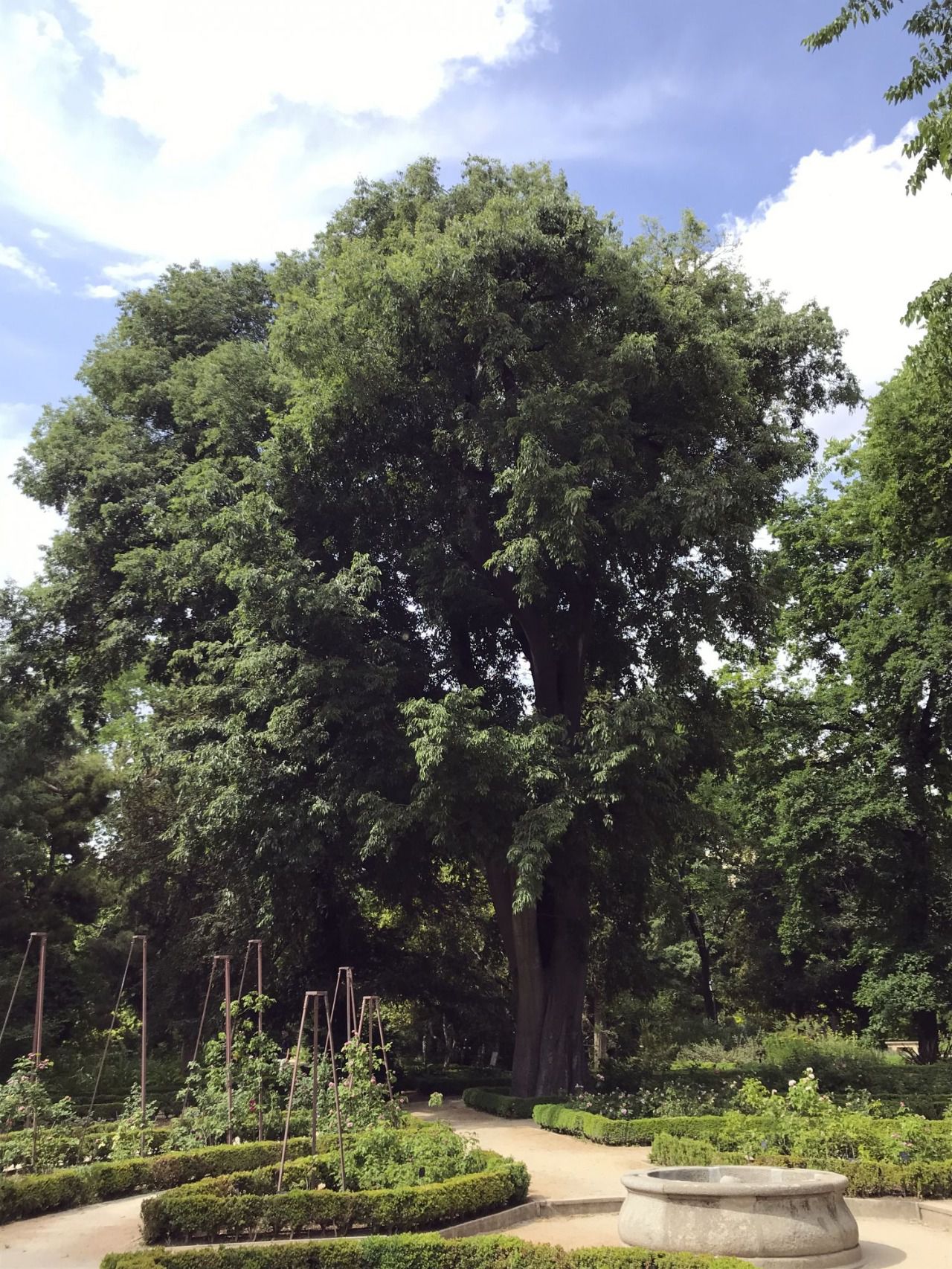 Es adecuada la madera del Almez Negro para proyectos al aire libre?