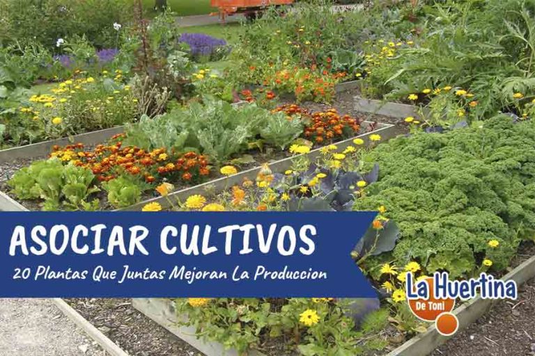 Combina Plantas Que Se Benefician Mutuamente Cuando Se Cultivan Juntas.